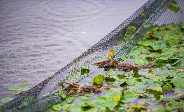 阳澄湖大闸蟹哪家好 实探阳澄湖大闸蟹养殖场